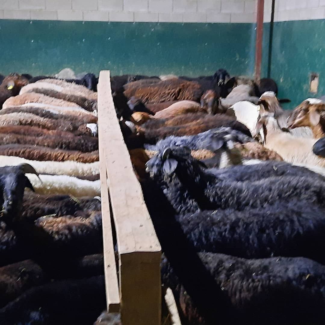 Кой токты тусак кошкар баран овцы