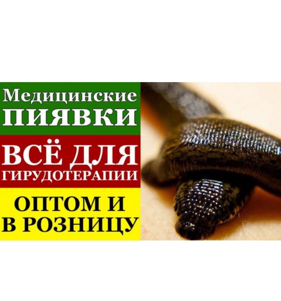 Сертифицированная медицинская пиявка , пиявка , зулук , сулик