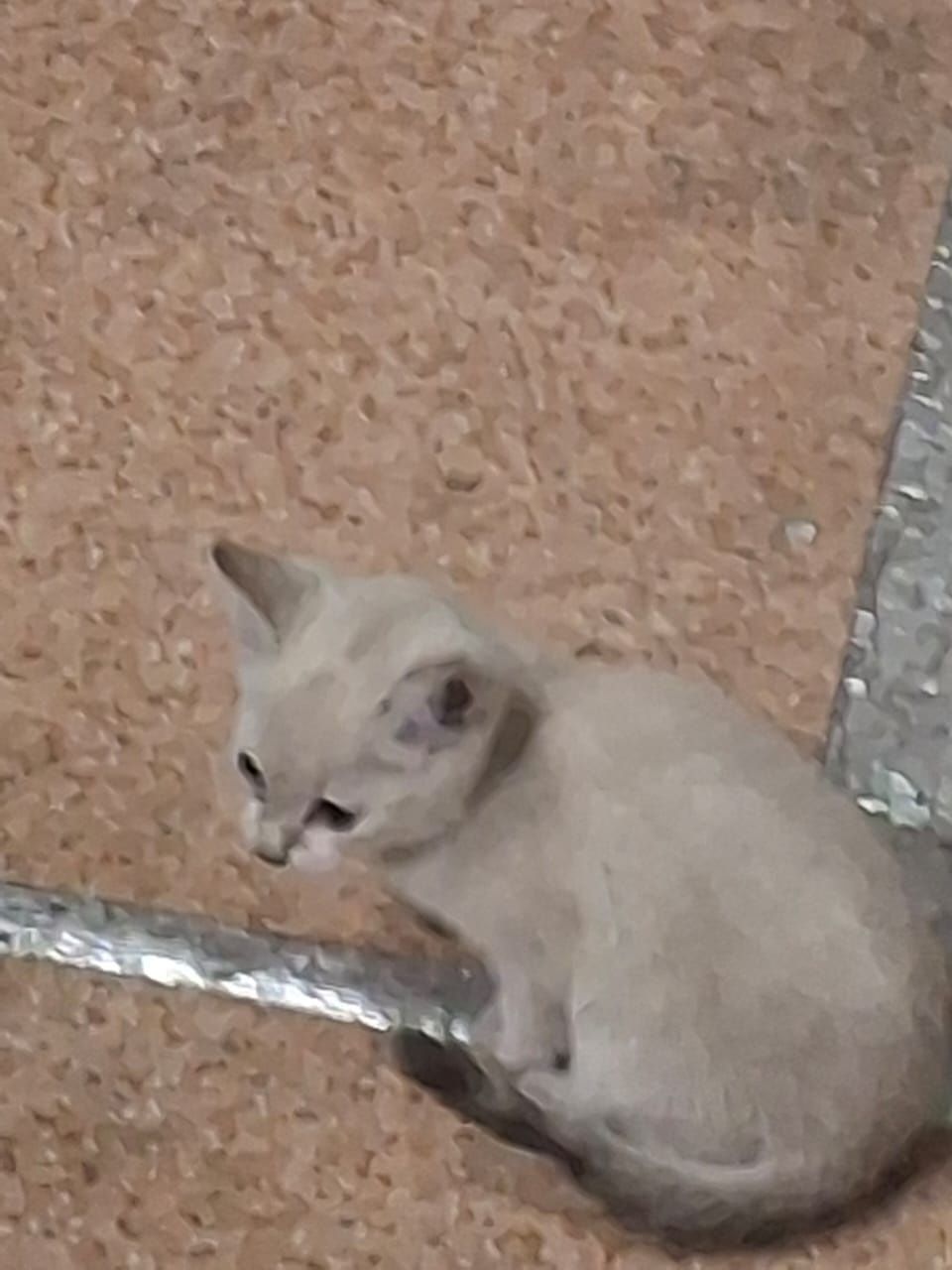 Отдам даром котят