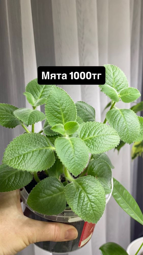 Комнатные цветы черенки
