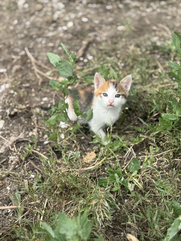 Отдам котят в добрые руки