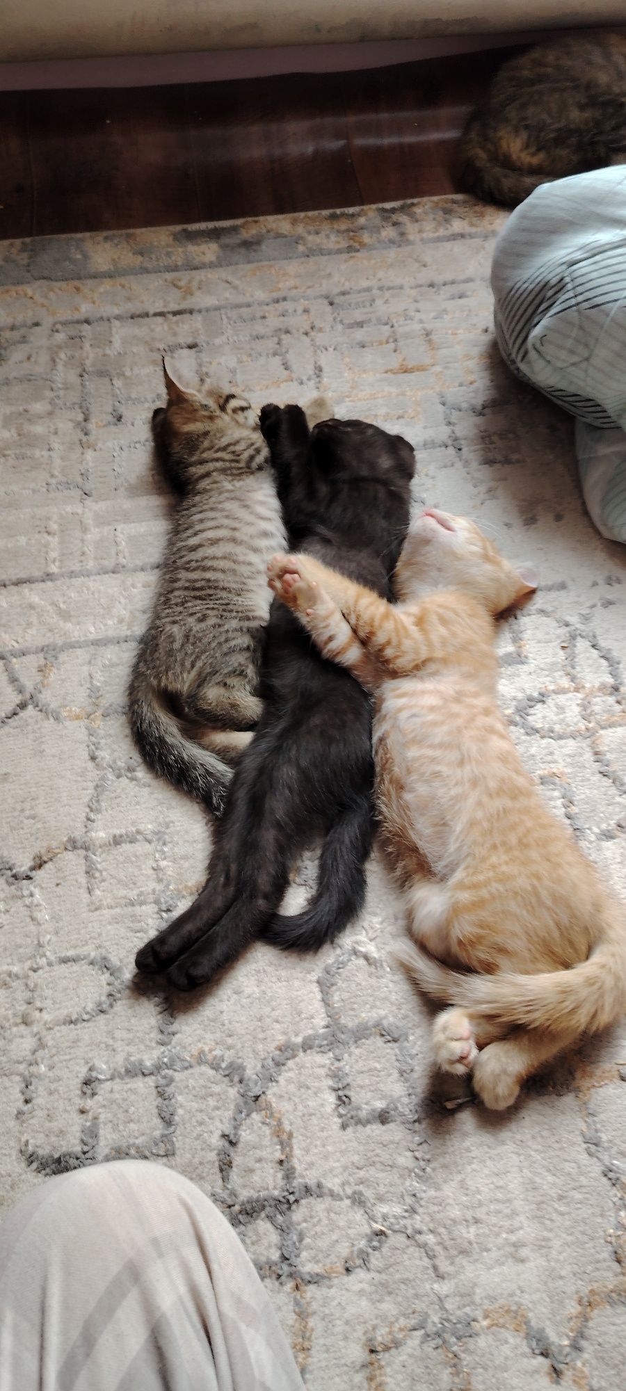 Котята в хорошие руки