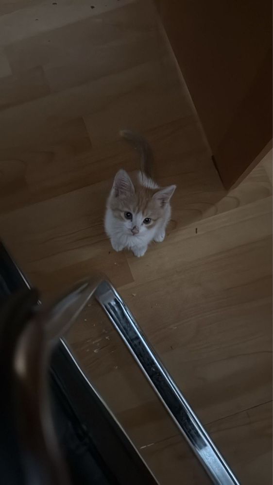 Отдам котенка бесплатно