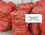 Продам семенной картофель,картофель для посадки.