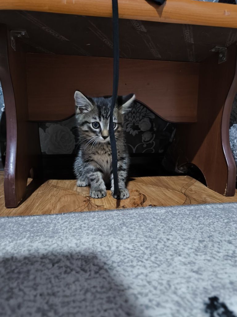 Отдам котят в добрые ручки