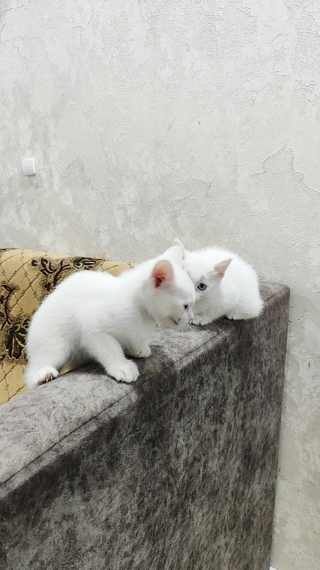 Кошка с котятами