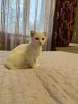 Отдам котенка в хорошие руки
