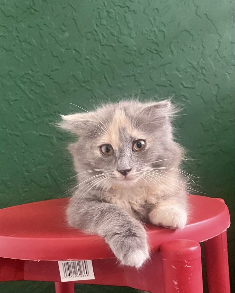 Котенок, 3 месяца, в заботливые руки