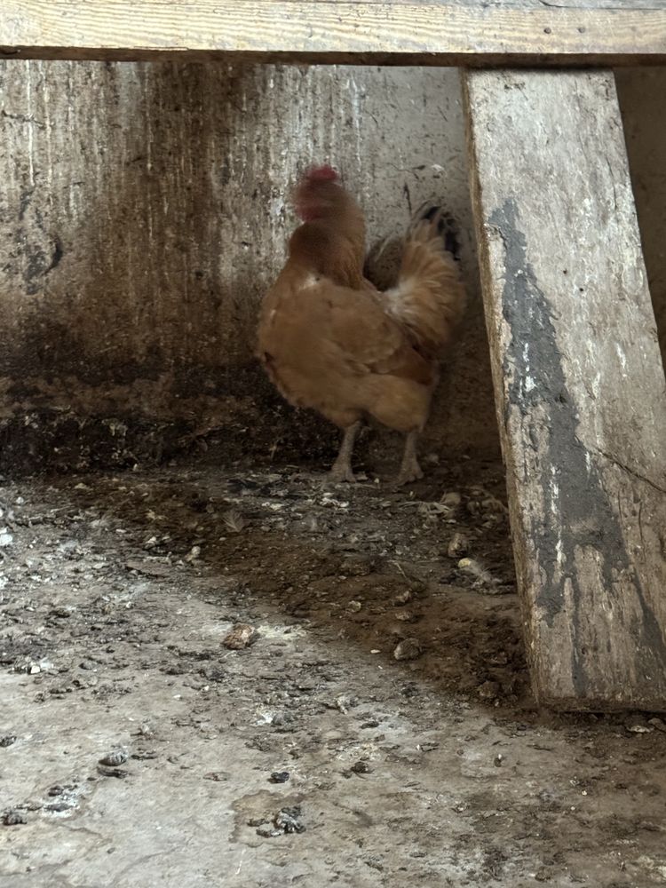 домашние курицы семь штук