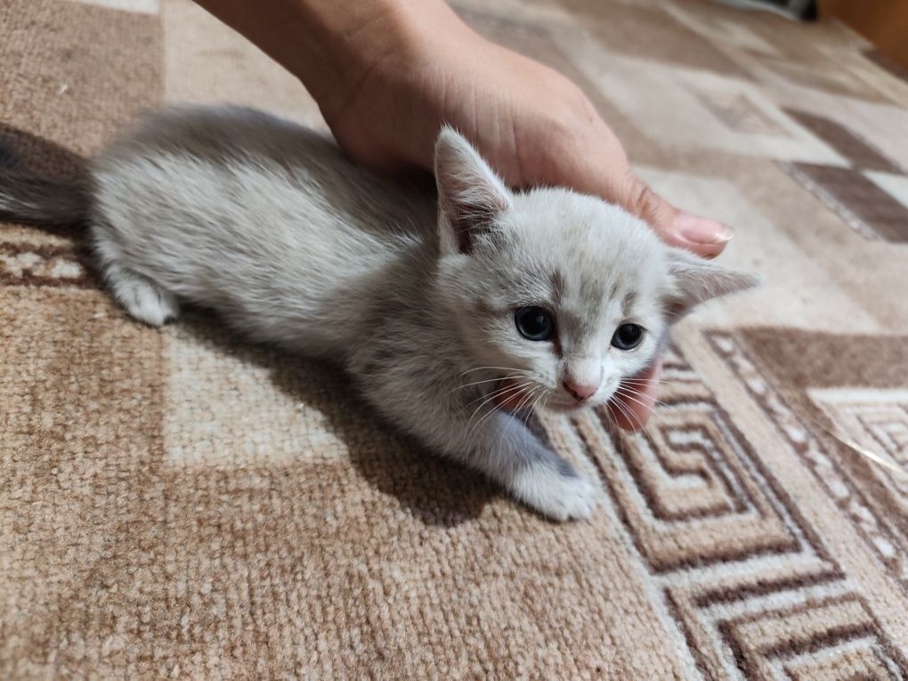 Отдам котят бесплатно