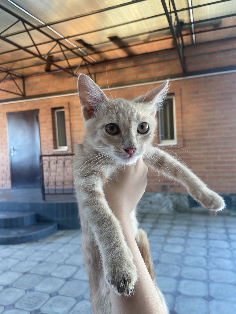 Бесплатно в добрые руки котята