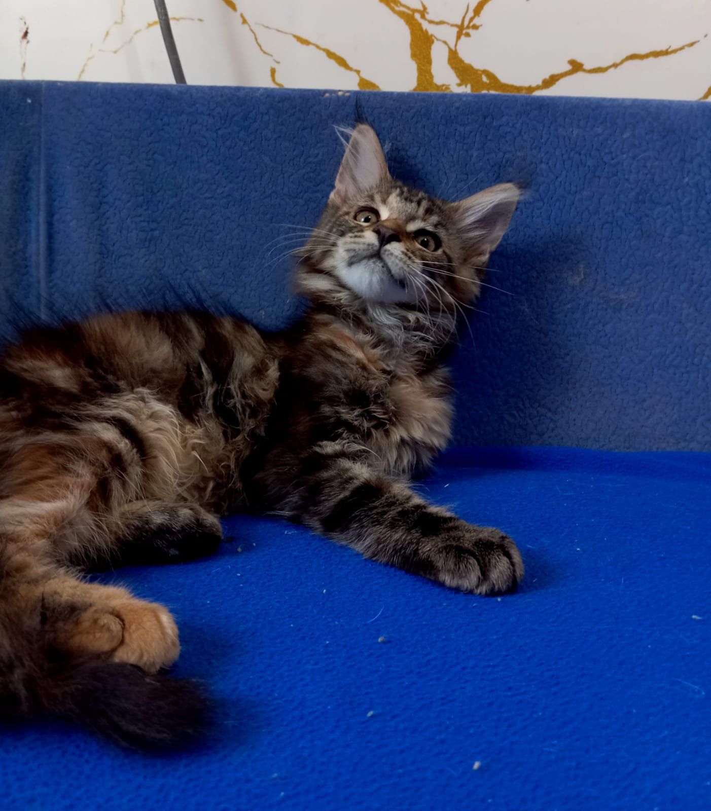 Мейн Кун котята , питомник