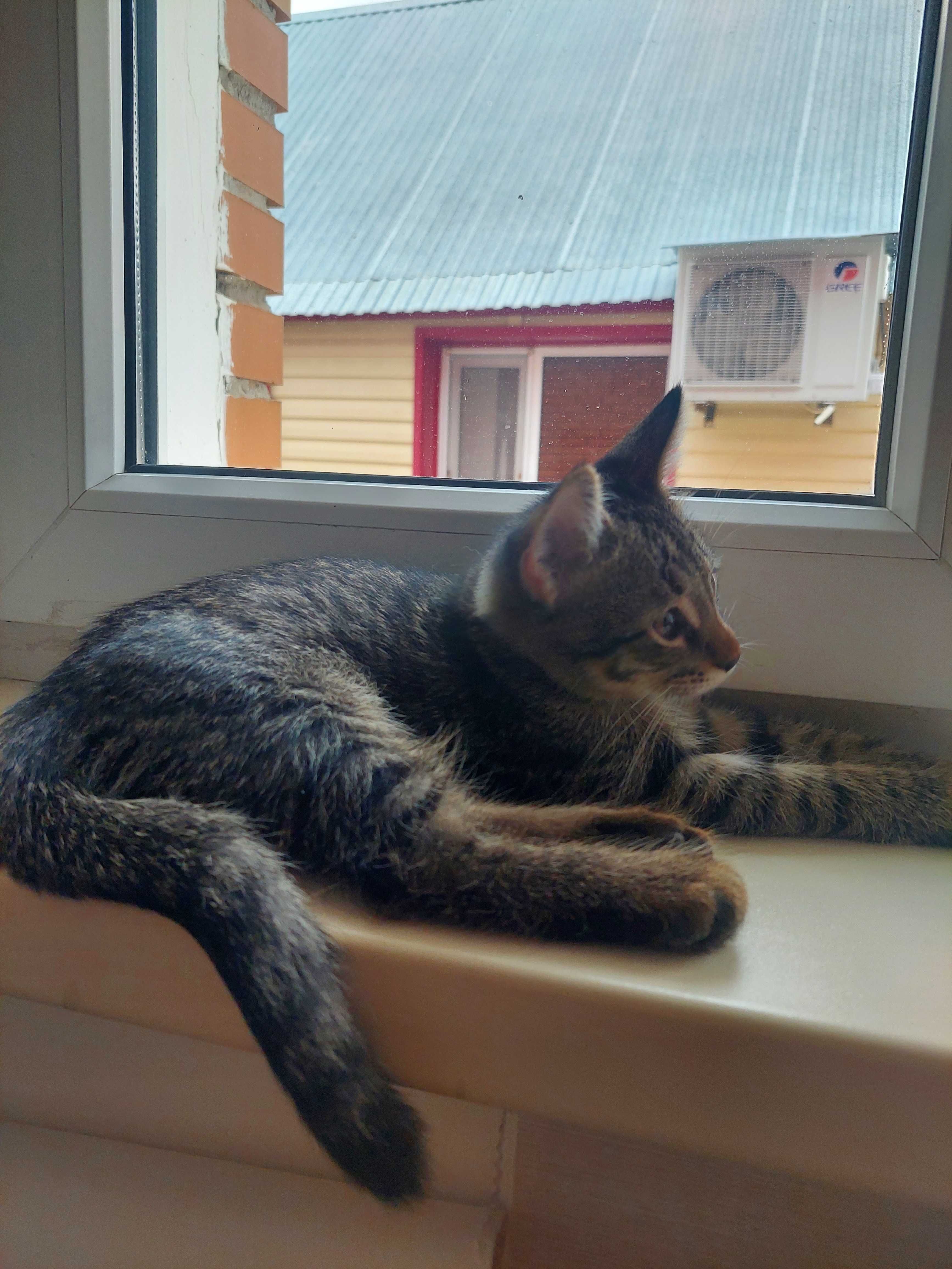 Ищем добрые руки для этого милого котика.