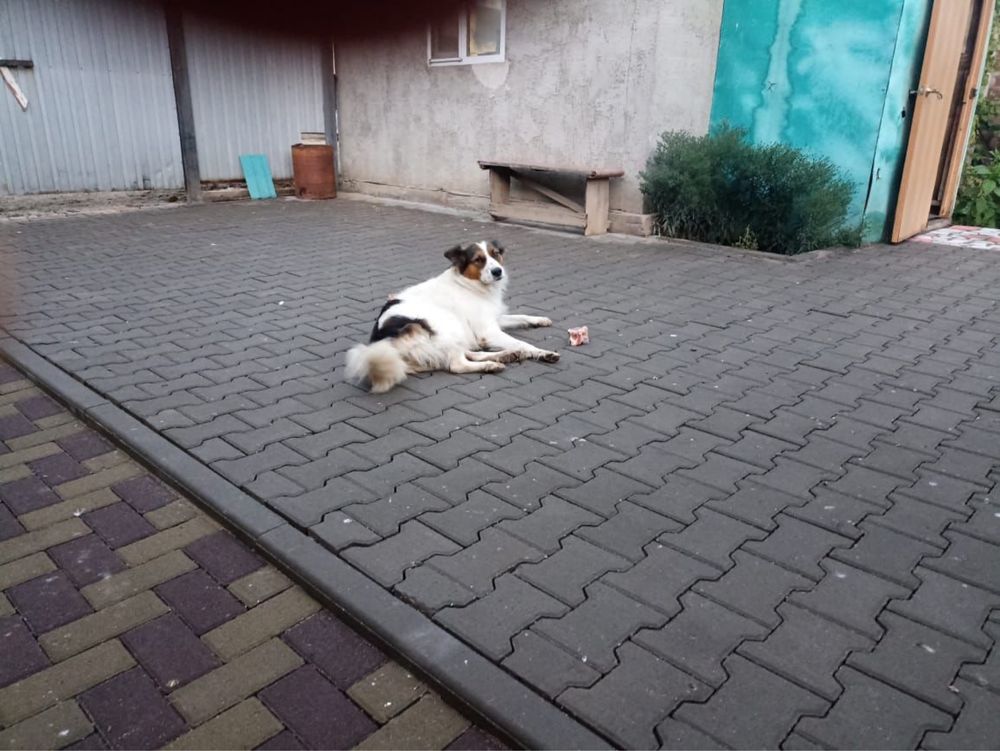 Пропала собака Малыш
