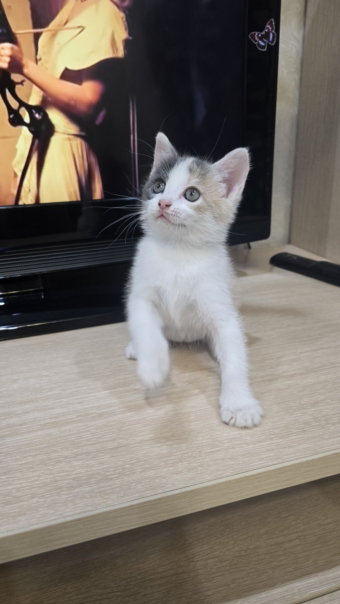 Отдам котят в надёжные руки.