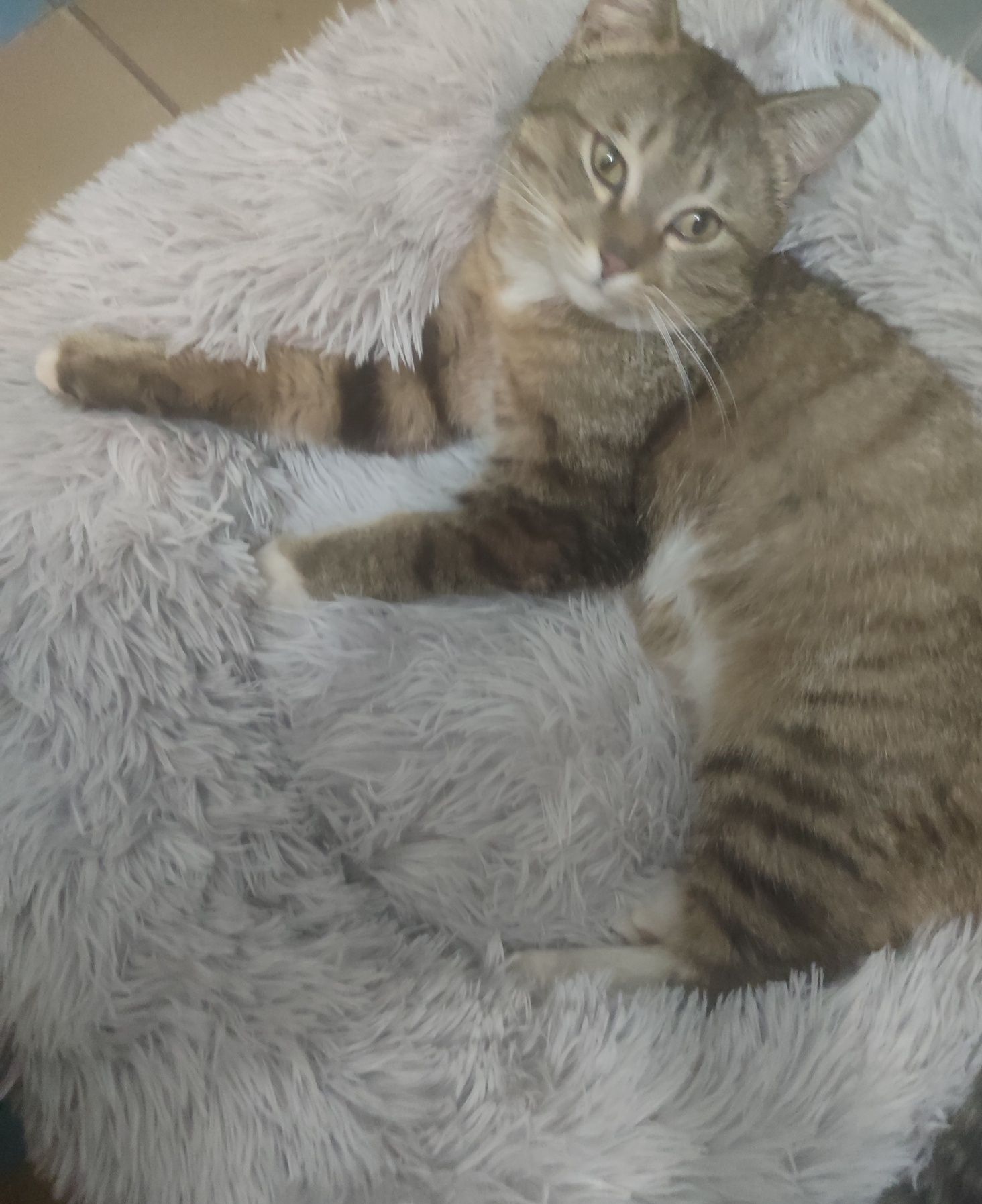 Очаровательный котик Тимур ищет дом.