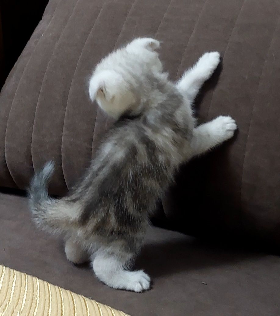 Котята скотиш страйт и скониш фолд