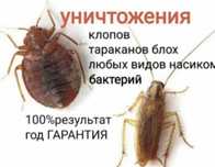 Дезинсекция Дезинфекция