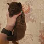 Продажа шикарных британских и шотландских котят!
