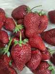 Продам кустики клубники