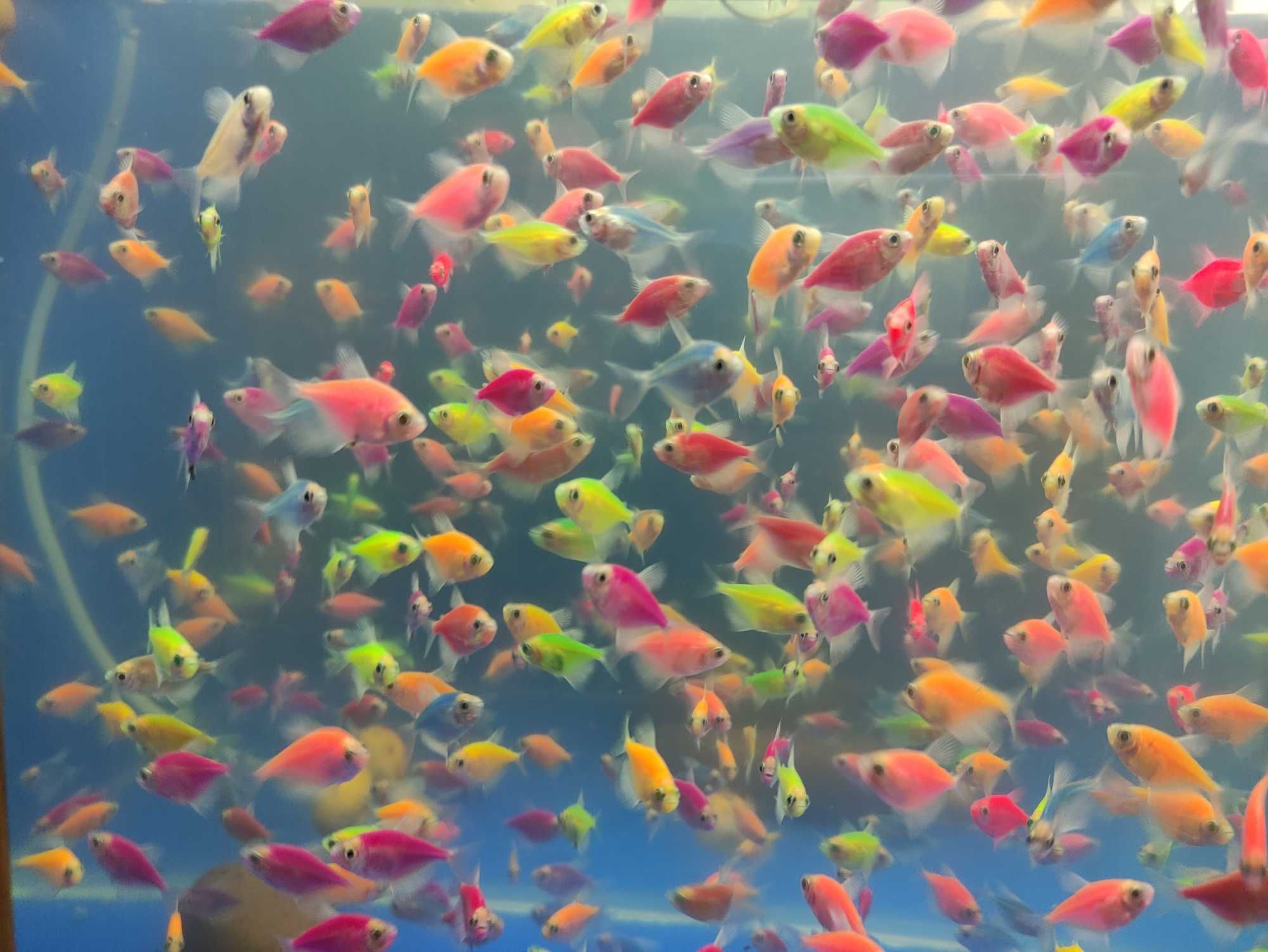 Тернеция GloFish