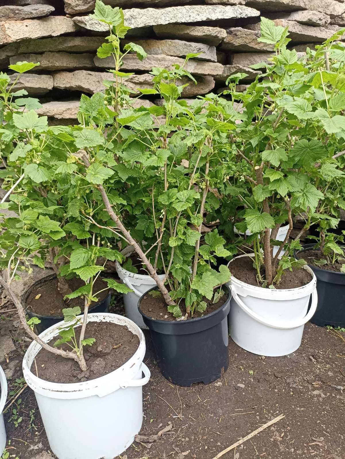 Саженцы клубники  клери, смородины, крыжовник бесшипный.