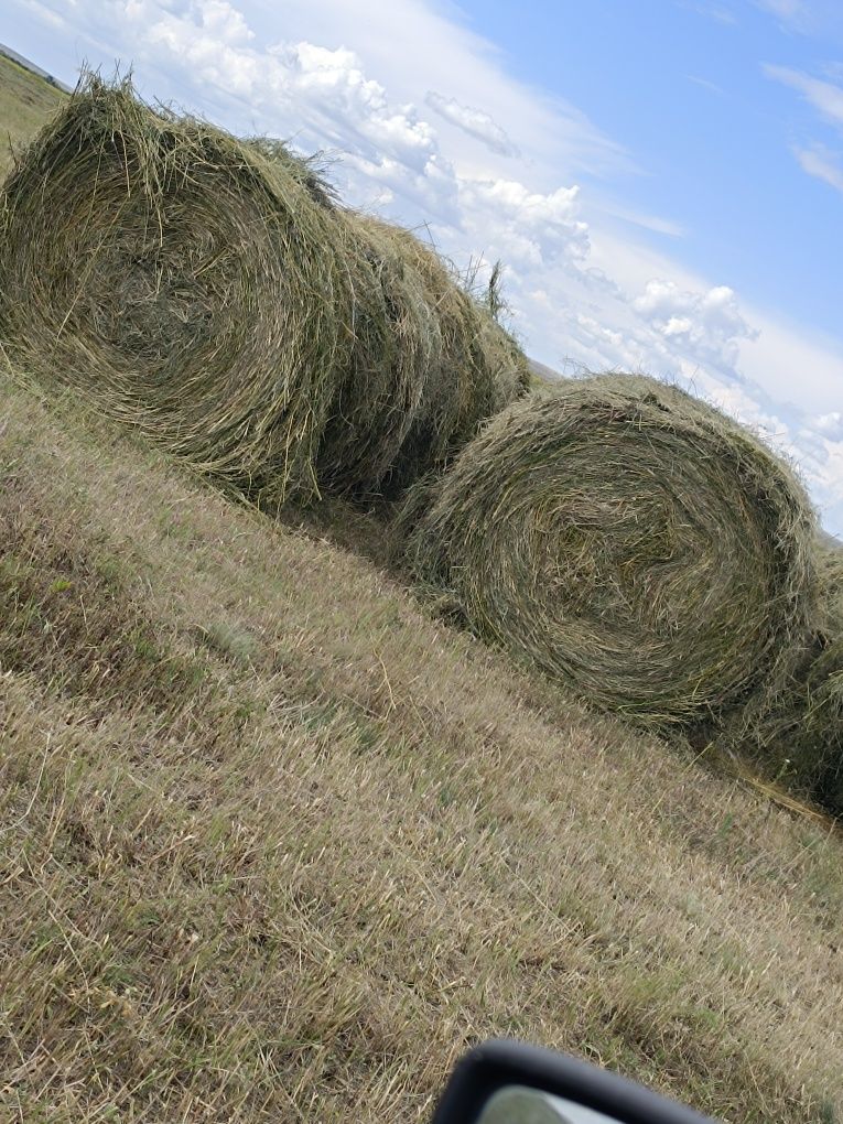 Сено. Продается сено. Шөп