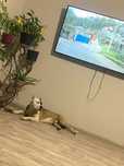 American Pit Bull Terrier  вязкаа!
Dog breed