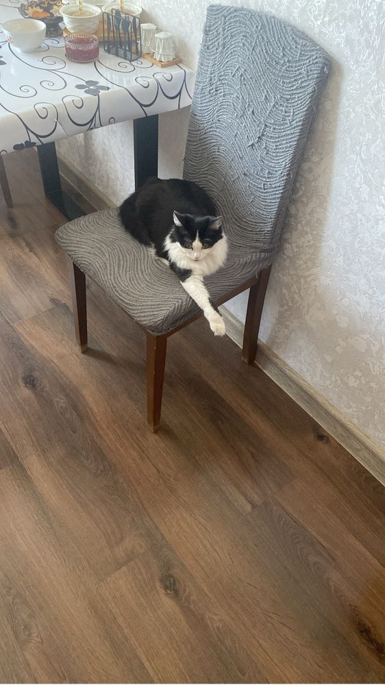 Отдам кошку в хорошие руки