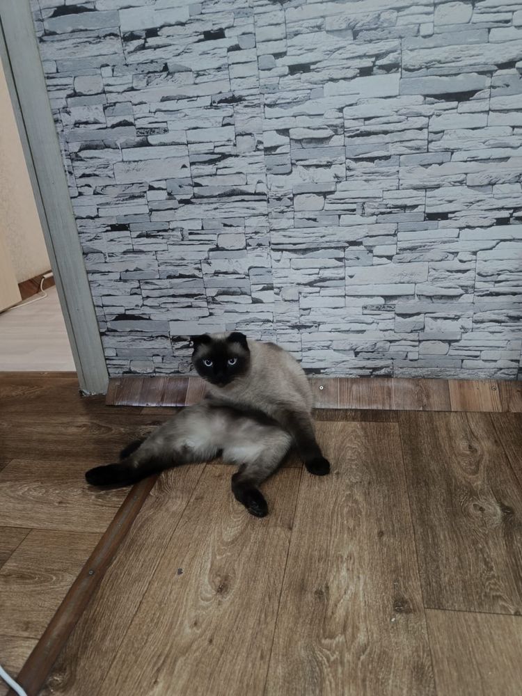 Отдам в хорошие рук