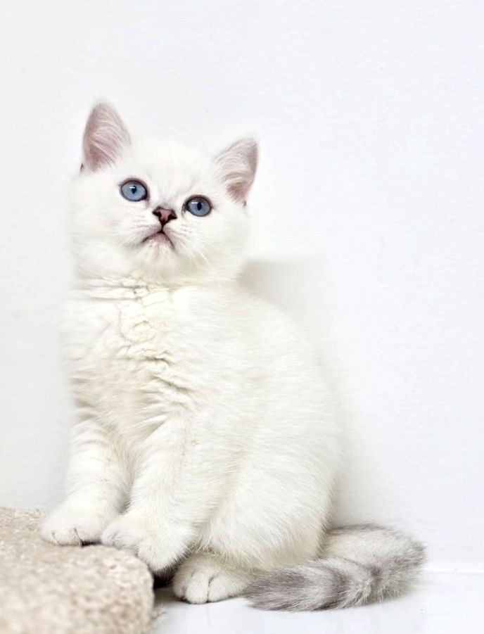 Британские котята