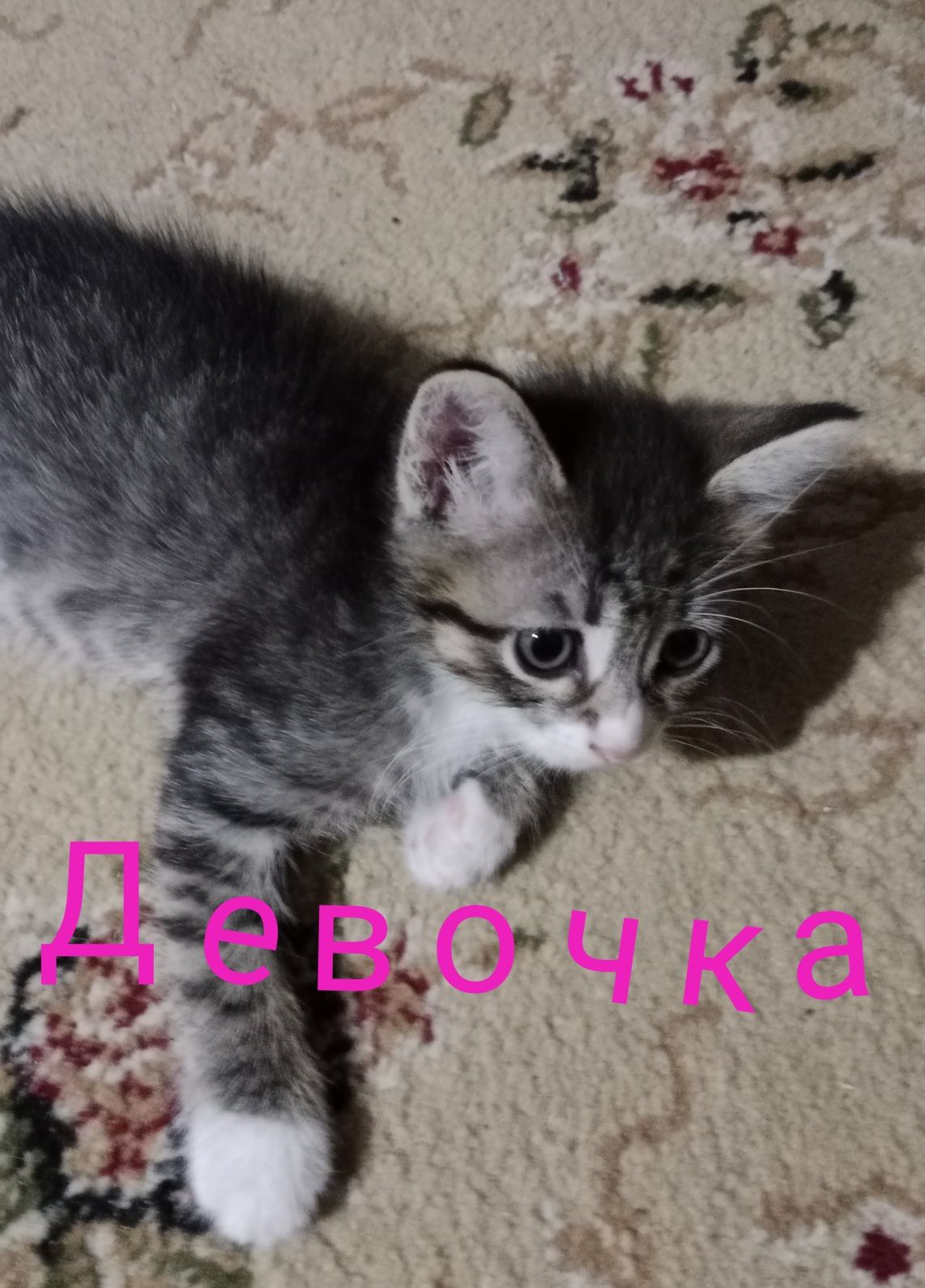 Отдадим котят 1.5 мес девочки