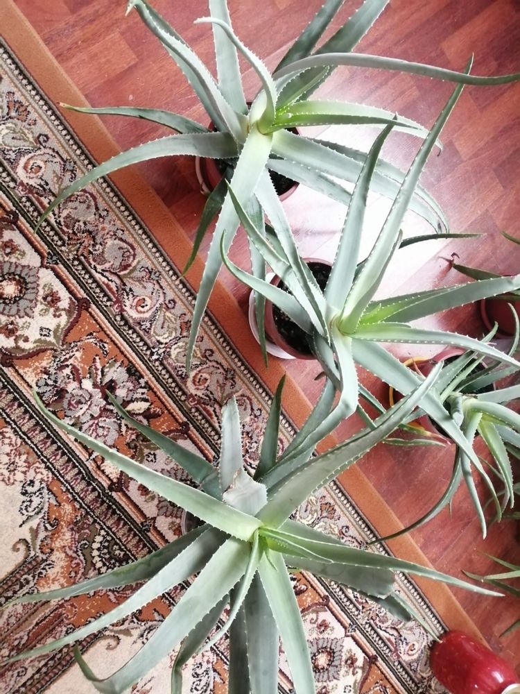 Продам алое лечебное