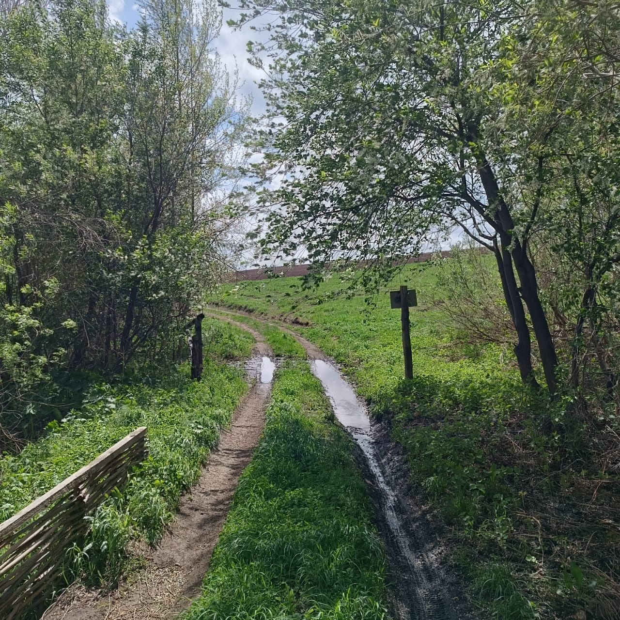 Продам пасеку 8 км от с.Веселовка