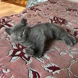 Котенок, в добрые руки