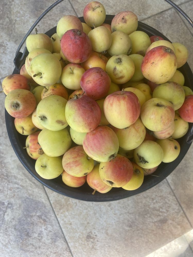 Продам ранетки садовые