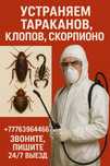 Дезинфекция от тараканов