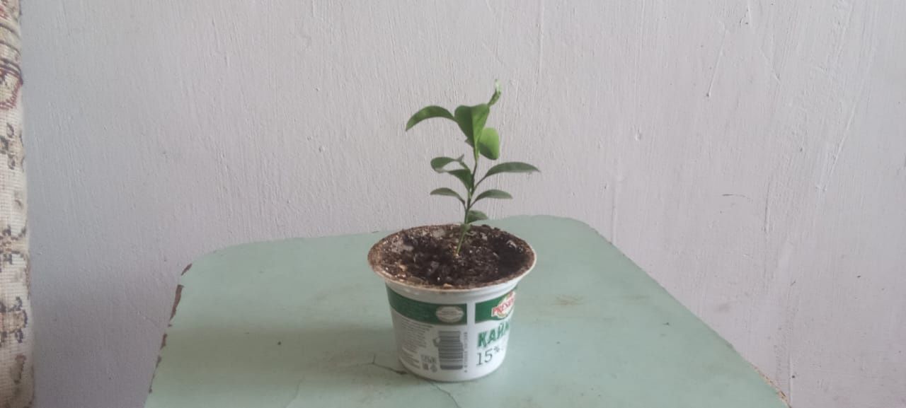 Продам домашние цветы