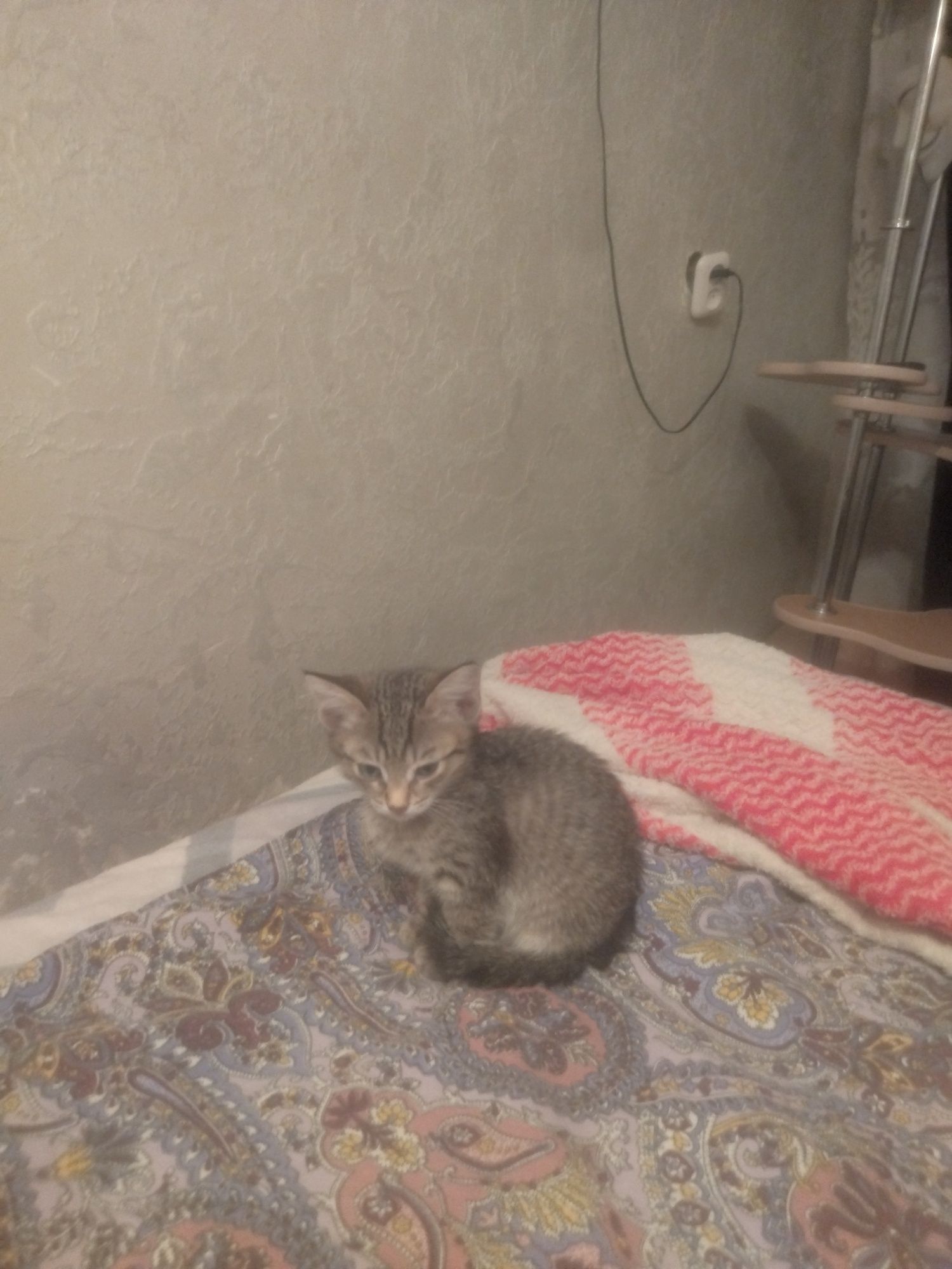 Отдам котят в любящие животных семьи.