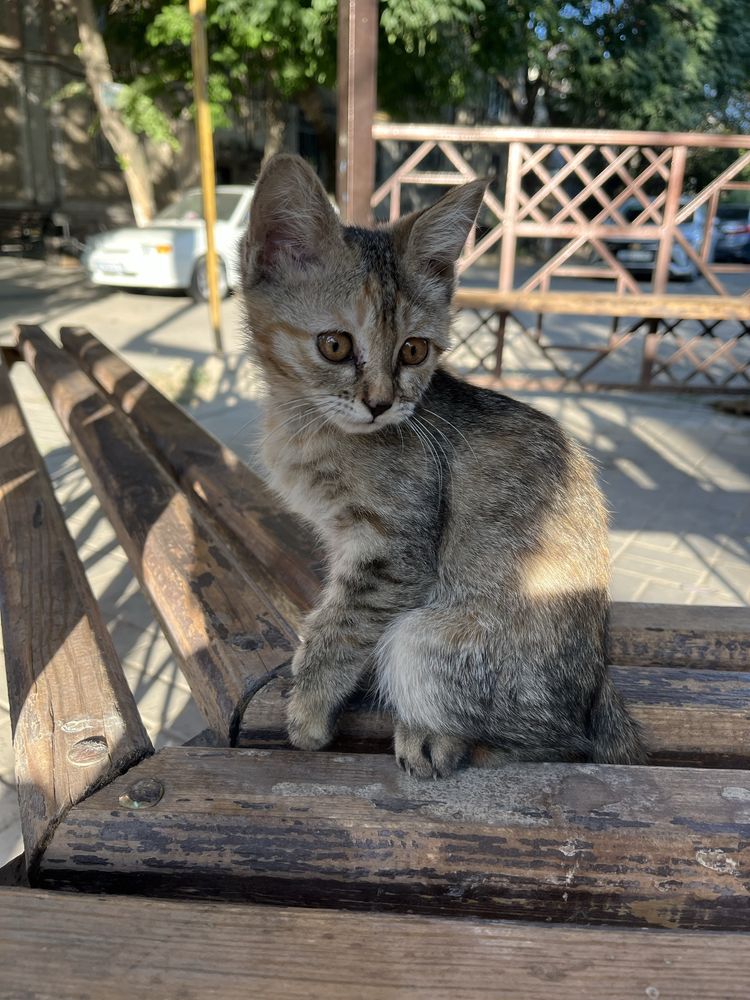Отдам котят в добрые руки