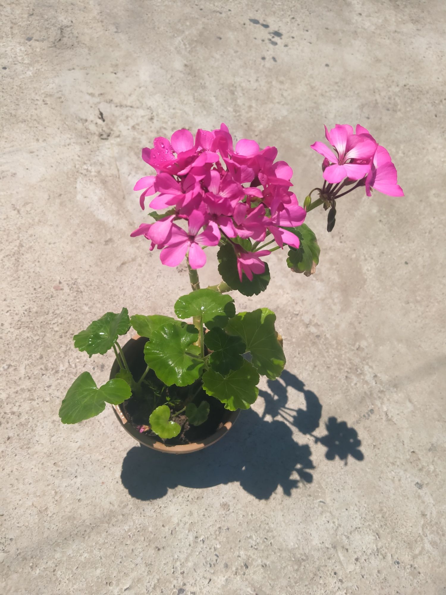 Продам герань,алое, бегония