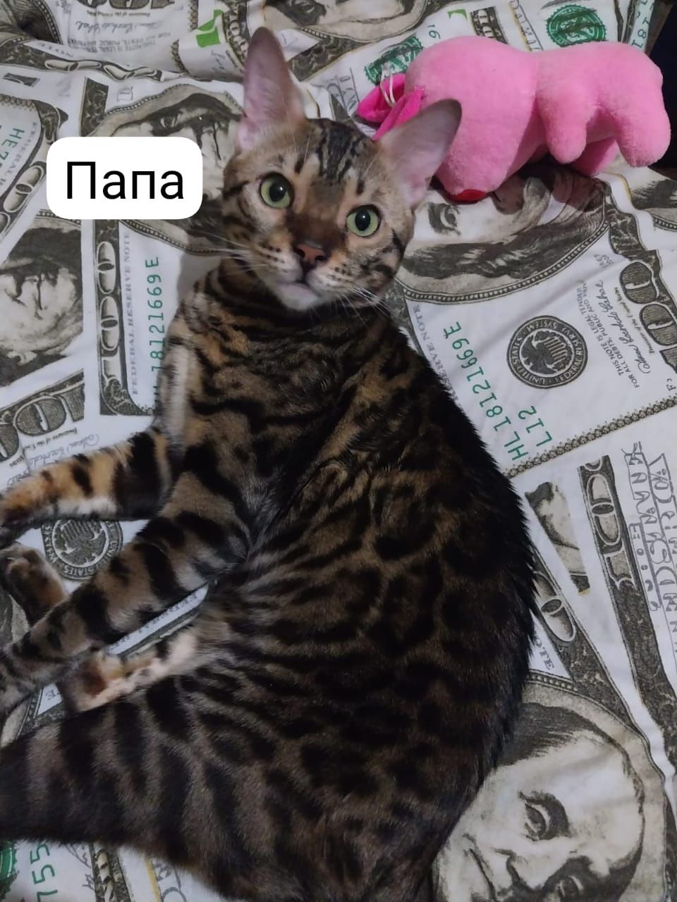 Продам бенгальских котят