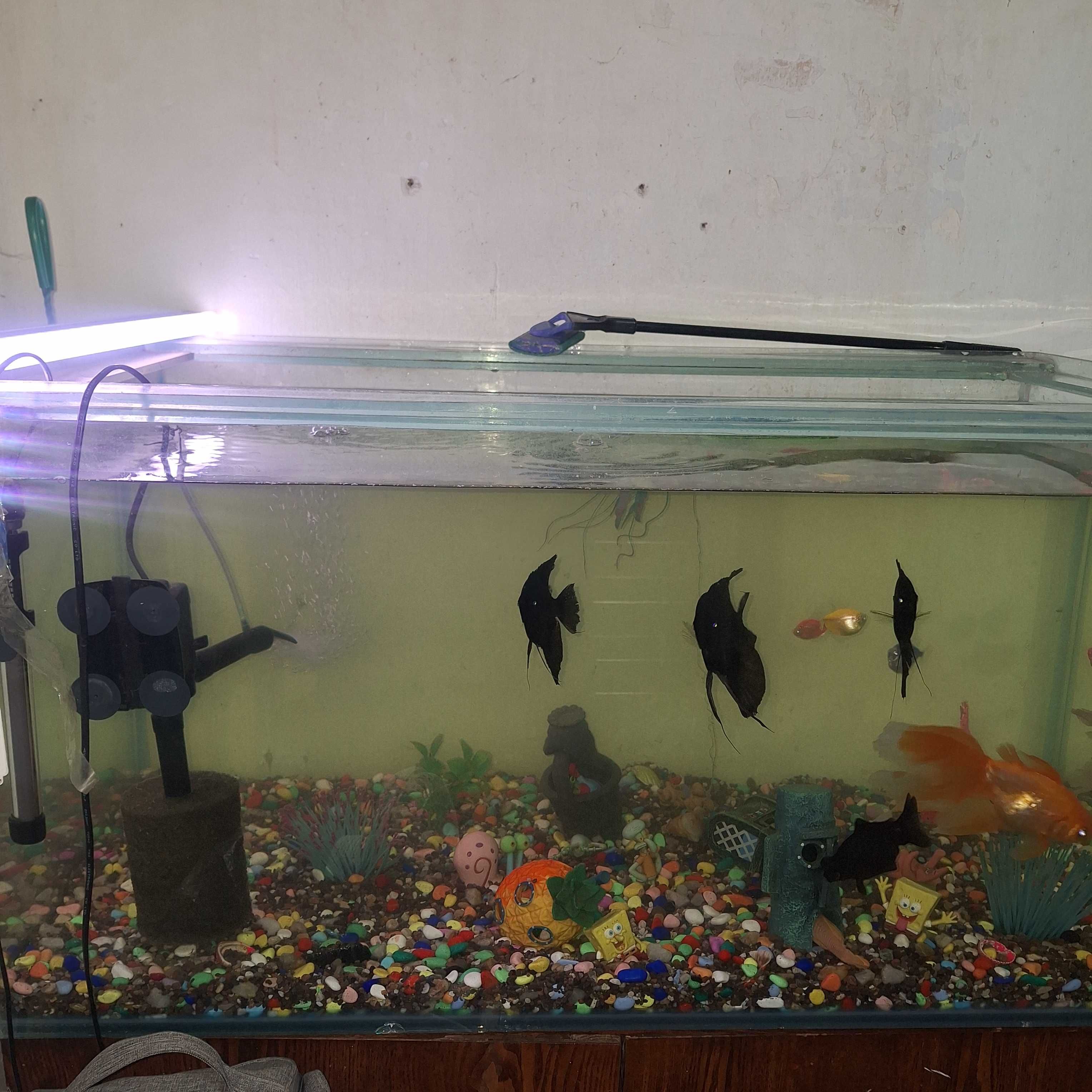 Продам Аквариума СРОЧНО! 220 л.