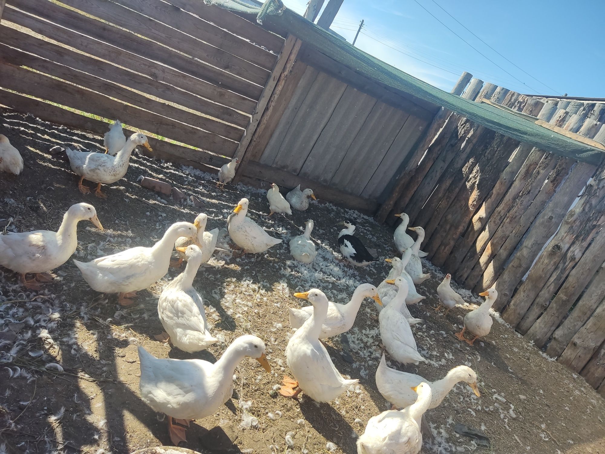 Продам уток живьём