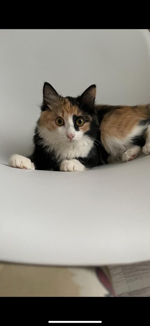 Кошка котята в добрые руки