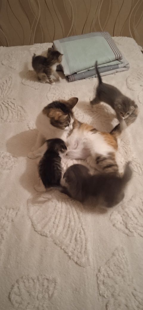 Отдадим Котят,веслоухих