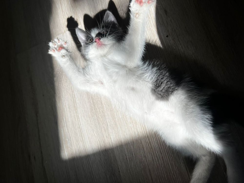 Котенок ищет добрые руки!