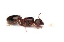 Pheidole Pallidula, фейдоле паллидула, муравьи предзаказ