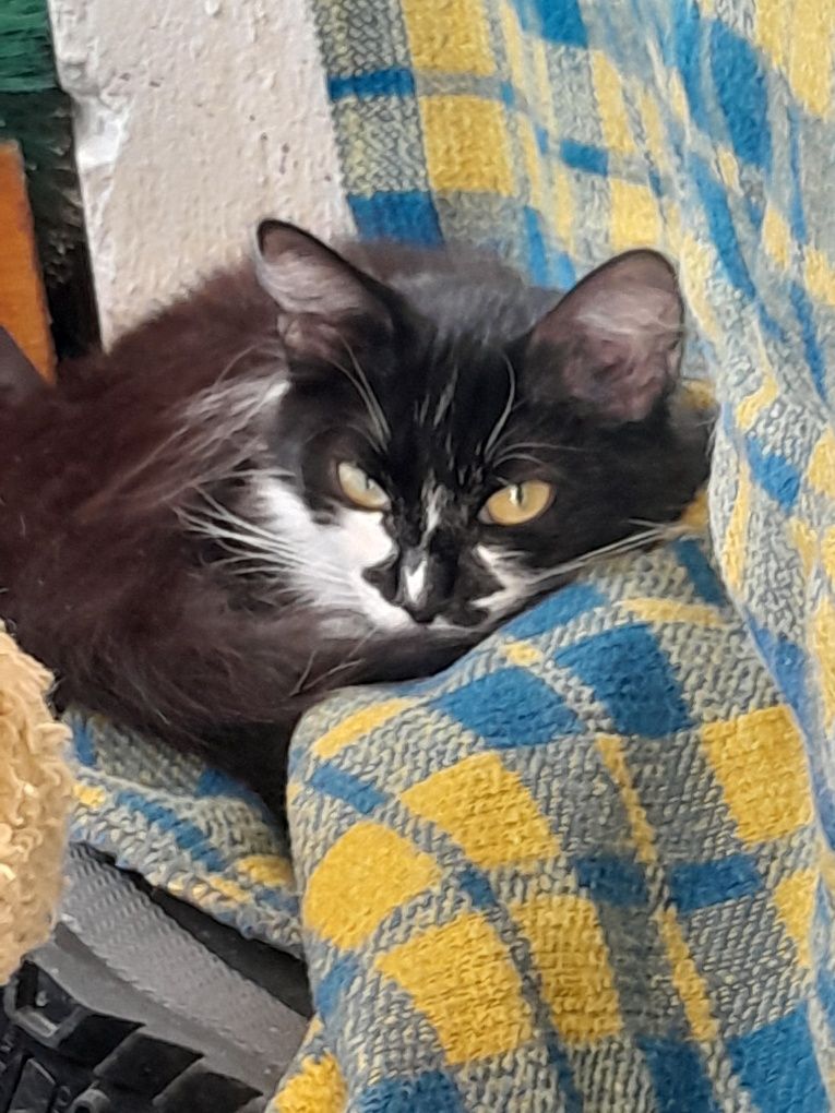 Одам троих котят и двоих кошек