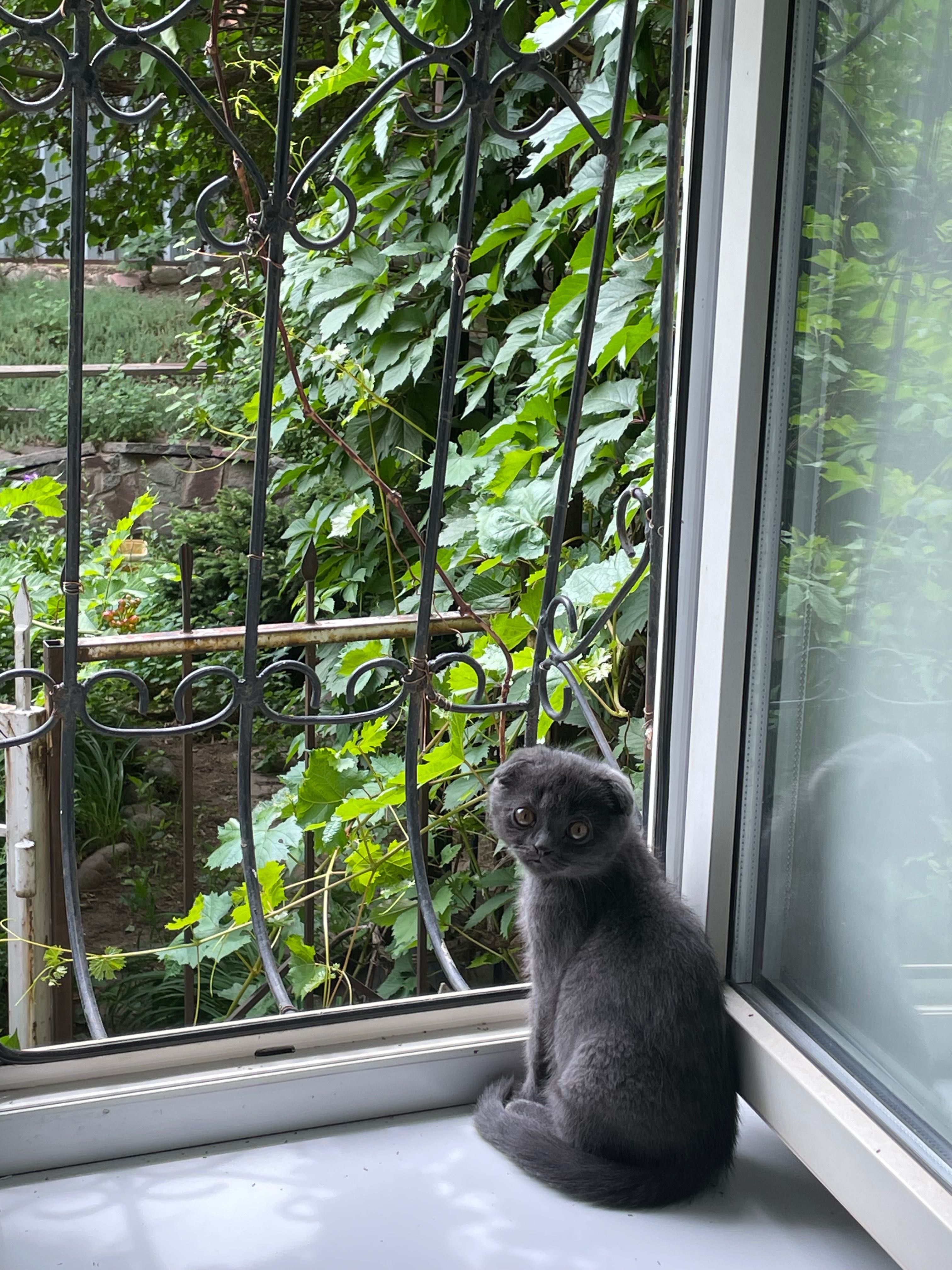 шотландцкий котенок